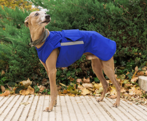 WHIPPET WINTER DOG COAT / MADE TO ORDER