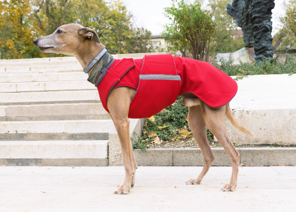 WHIPPET DOG RAINCOAT / MADE TO ORDER