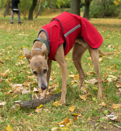 WHIPPET/GREYHOUND SOFTSHELL DOG COAT / MADE TO ORDER