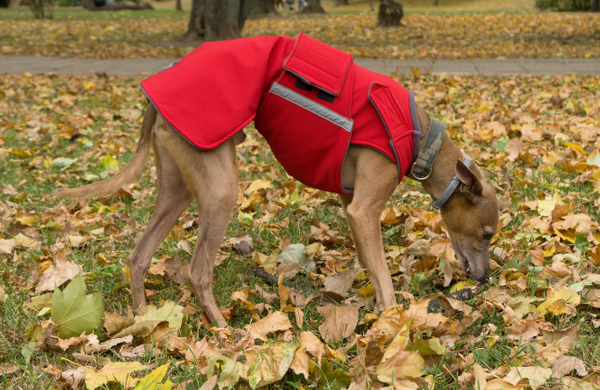 WHIPPET/GREYHOUND SOFTSHELL DOG COAT / MADE TO ORDER