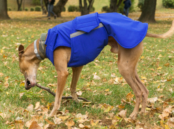 WHIPPET WINTER DOG COAT / MADE TO ORDER