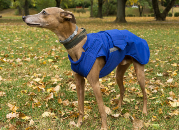 WHIPPET WINTER DOG COAT / MADE TO ORDER