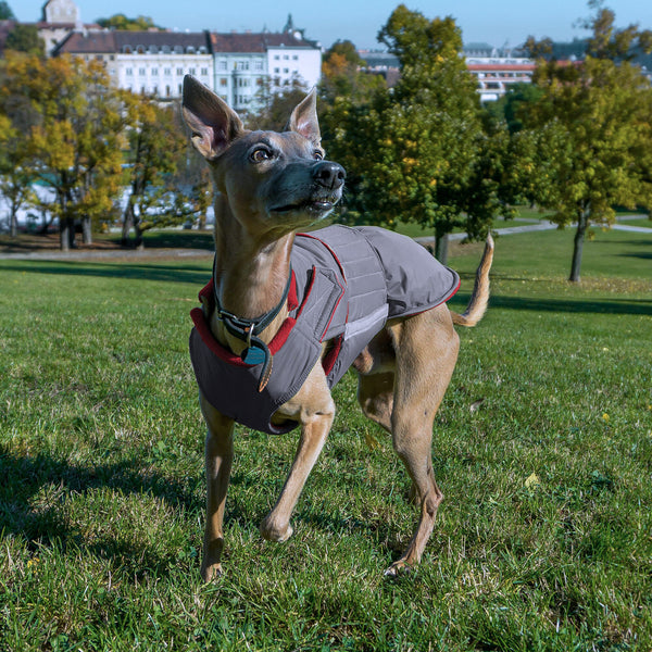 WHIPPET EXTRA WARM WINTER COAT - READY-MADE