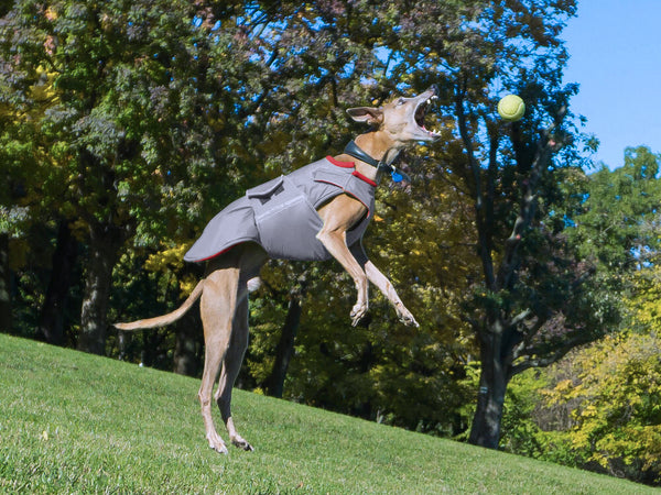 WHIPPET EXTRA WARM WINTER COAT - READY-MADE