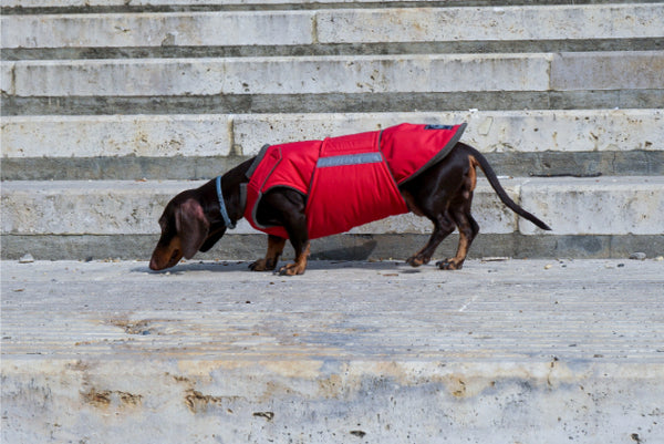 DACHSHUND WINTER DOG COAT / MADE TO ORDER