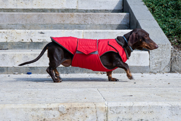 DACHSHUND WINTER DOG COAT / MADE TO ORDER