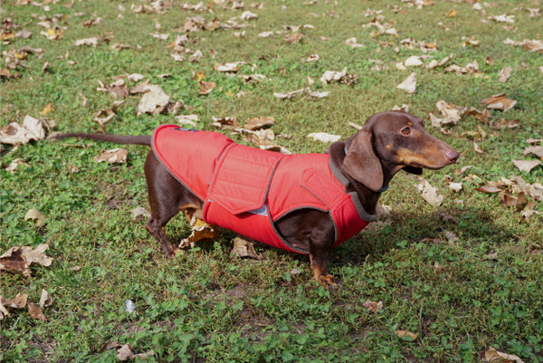 DACHSHUND WINTER DOG COAT / MADE TO ORDER