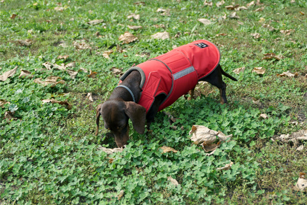 DACHSHUND WINTER DOG COAT / MADE TO ORDER