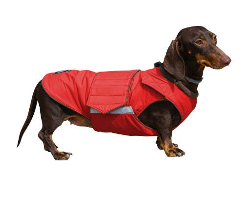 DACHSHUND WINTER DOG COAT / MADE TO ORDER