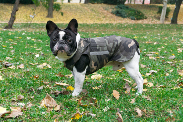 FRENCH BULLDOG DOG RAINCOAT / MADE TO ORDER