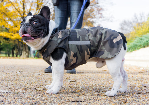 FRENCH BULLDOG DOG RAINCOAT / MADE TO ORDER