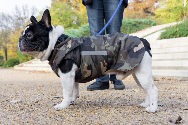 FRENCH BULLDOG DOG RAINCOAT / MADE TO ORDER