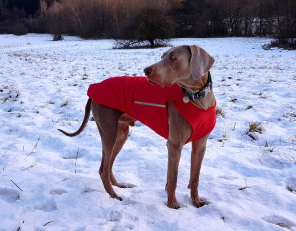 WEIMARANER DOG RAINCOAT / MADE TO ORDER