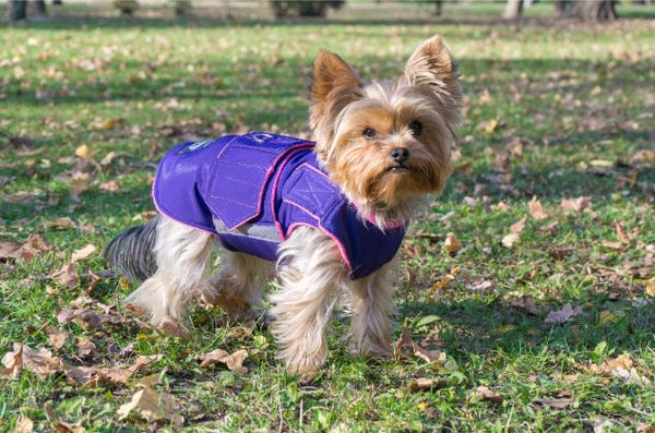 YORKSHIRE TERRIER DOG RAINCOAT / MADE TO ORDER