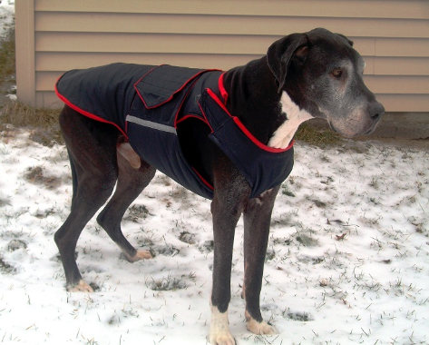 Custom made dog jackets clearance