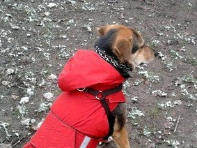 hood pepper petwear custom made size winter waterproof warm coat dog coat dog raincoat clothes underbelly protection