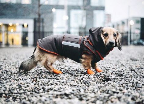 hood pepper petwear custom made size winter waterproof warm coat dog coat dog raincoat clothes underbelly protection