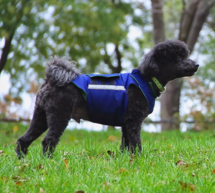 Poodle raincoat sales