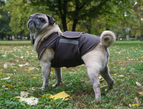 PUG DOG RAINCOAT MADE TO ORDER Pepper Petwear