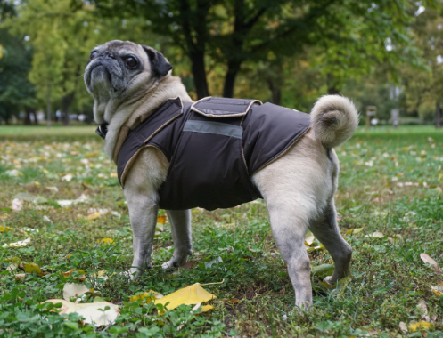 PUG DOG RAINCOAT / MADE TO ORDER