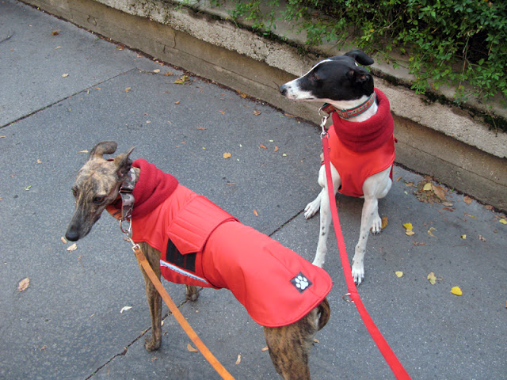 Greyhound Winter Coat Greyhound Dog Clothes Greyhound Dog Winter