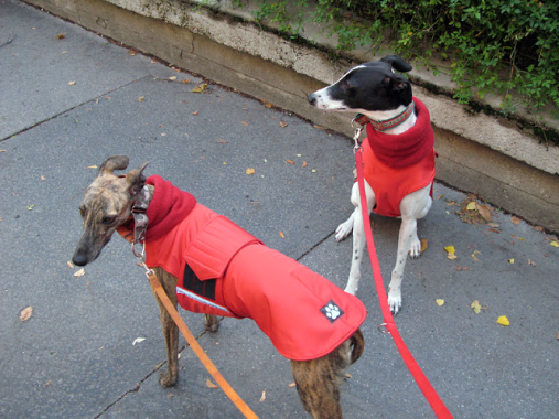 greyhound whippet pepper petwear custom made size winter waterproof warm coat dog coat dog raincoat clothes underbelly protection