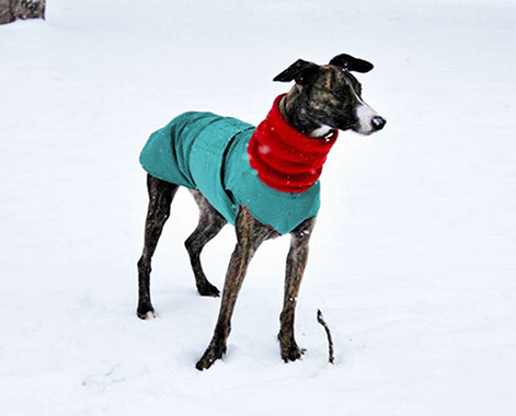 greyhound whippet pepper petwear custom made size winter waterproof warm coat dog coat dog raincoat clothes underbelly protection