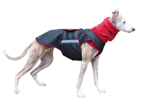 Dog raincoat for Greyhounds and Whippets by Pepper Petwear. Custom made dog clothes for your dog.