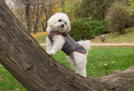 bichon pepper petwear custom made size winter waterproof warm coat dog coat dog clothes underbelly protection