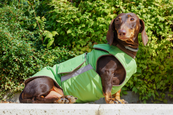 Wiener dog raincoat on sale