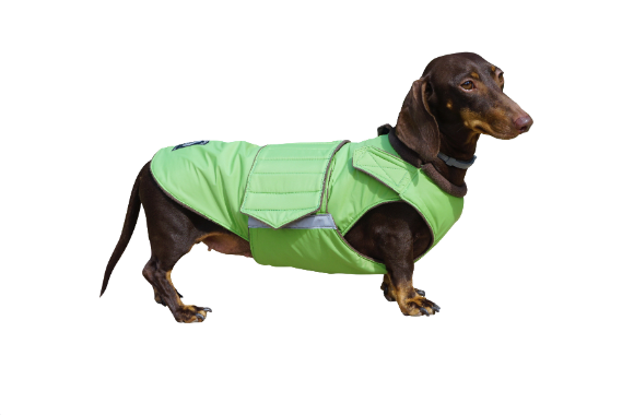 Dog coat for Dachshunds by Pepper Petwear. Winter dog coat. Custom made dog clothes for your dog.