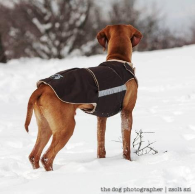 vizsla pepper petwear custom made size winter waterproof warm coat dog coat dog raincoat clothes underbelly protection neck warmer