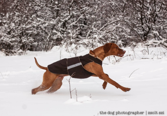 Vizsla raincoat 2025