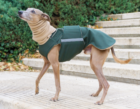 WHIPPET/GREYHOUND SOFTSHELL DOG COAT + NECK WARMER / MADE TO ORDER