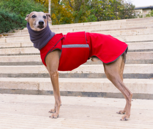 WHIPPET/GREYHOUND SOFTSHELL DOG COAT + NECK WARMER / MADE TO ORDER