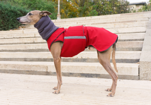 WHIPPET/GREYHOUND SOFTSHELL DOG COAT + NECK WARMER / MADE TO ORDER