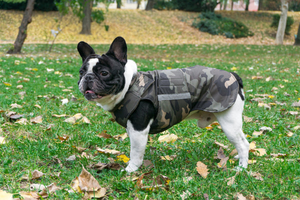 FRENCH BULLDOG WINTER COAT - READY-MADE