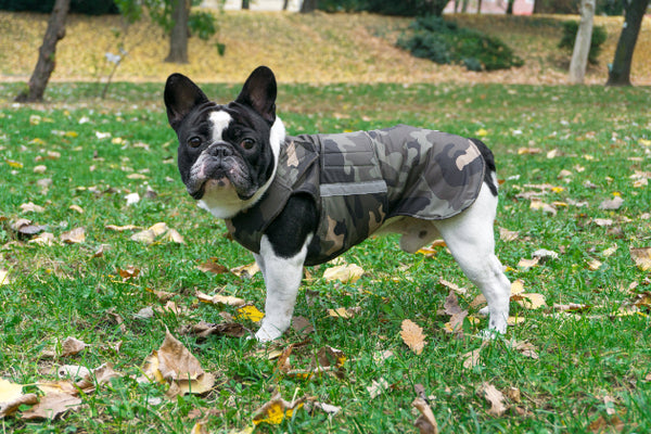 FRENCH BULLDOG WINTER COAT - READY-MADE