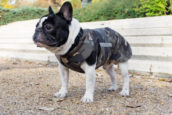 FRENCH BULLDOG RAINCOAT - READY-MADE