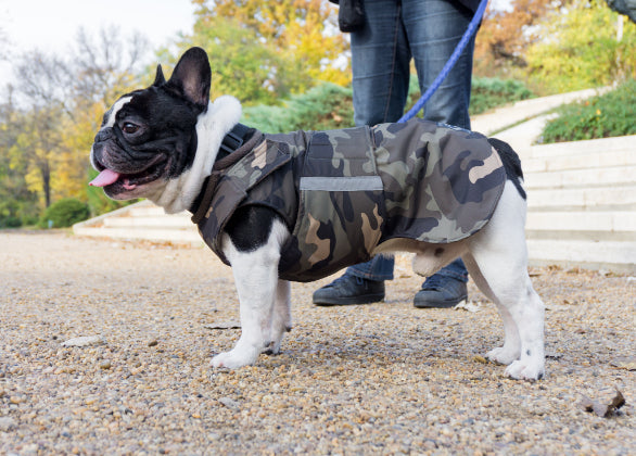 FRENCH BULLDOG RAINCOAT - READY-MADE