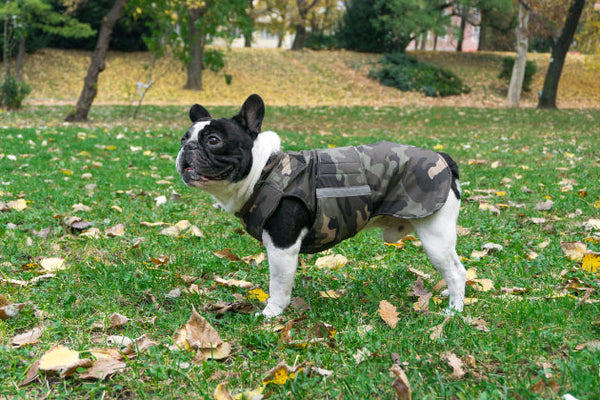 FRENCH BULLDOG RAINCOAT - READY-MADE