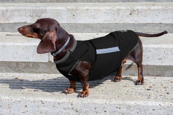 DACHSHUND WINTER COAT - READY-MADE