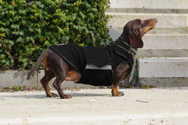 DACHSHUND RAINCOAT - READY-MADE