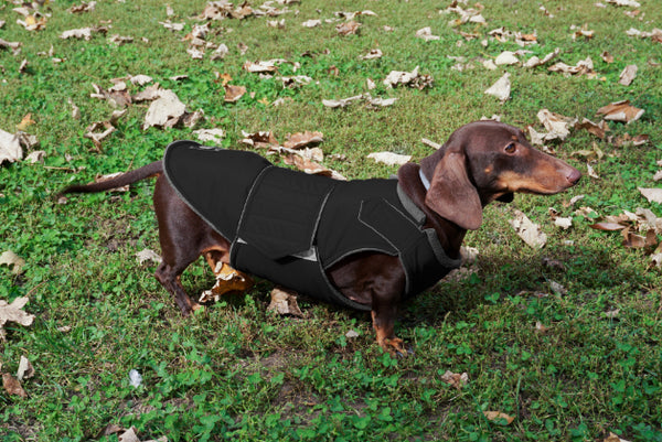 DACHSHUND WINTER COAT - READY-MADE