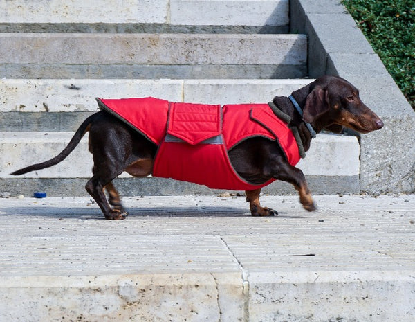 DACHSHUND RAINCOAT - READY-MADE