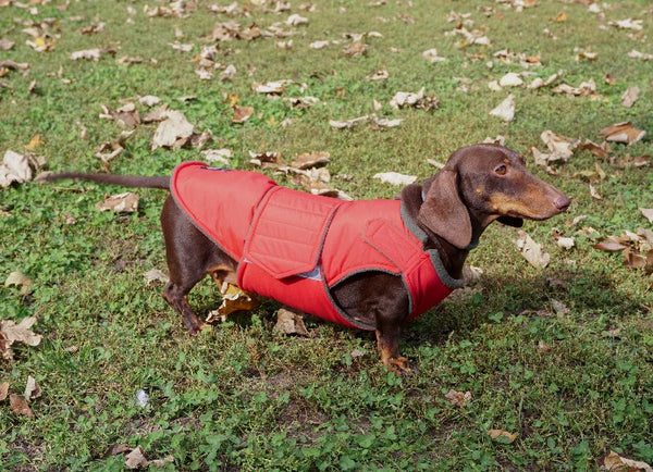 DACHSHUND RAINCOAT - READY-MADE