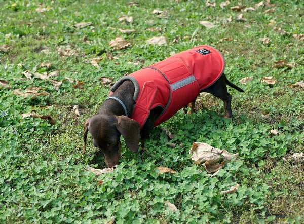 DACHSHUND RAINCOAT - READY-MADE