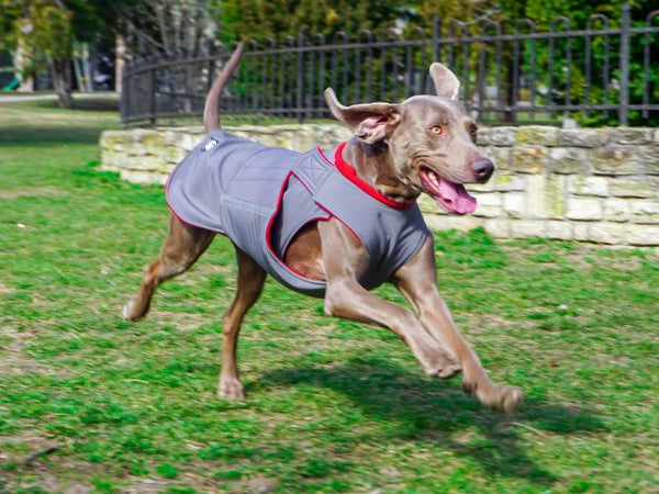 WEIMARANER SOFTSHELL DOG COAT / MADE TO ORDER