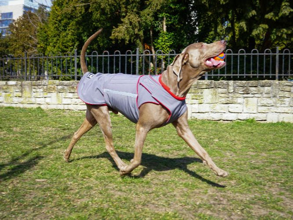 WEIMARANER SOFTSHELL DOG COAT / MADE TO ORDER