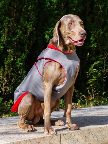 WEIMARANER SOFTSHELL DOG COAT / MADE TO ORDER